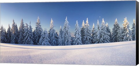 Framed Snow covered trees on a landscape, Belchen Mountain, Black Forest, Baden-Wurttemberg, Germany Print