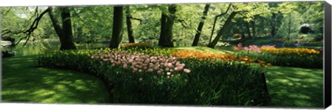 Framed Tulip flowers and trees in Keukenhof Gardens, Lisse, South Holland, Netherlands Print