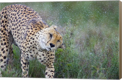 Framed Cheetah shaking off water from its body, Ngorongoro Conservation Area, Tanzania (Acinonyx jubatus) Print