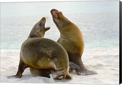 Framed Two Galapagos sea lions (Zalophus wollebaeki) on the beach, Galapagos Islands, Ecuador Print
