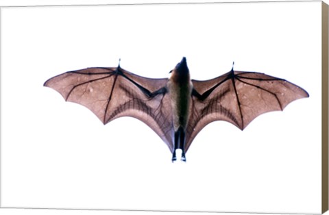 Framed Close-up of a Madagascan Flying fox (Pteropus rufus) bat, Berenty, Madagascar Print