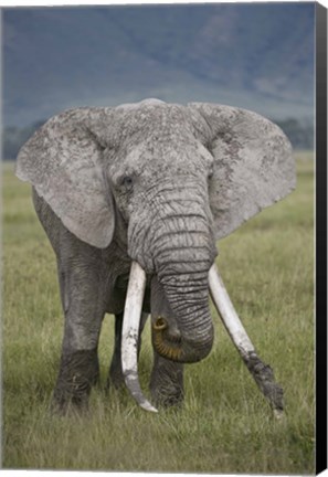 Framed African elephant (Loxodonta africana), Tanzania Print