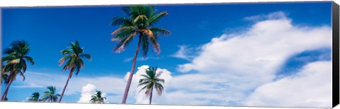Framed Palm trees Miami FL USA Print