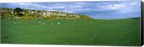 Framed Flock of sheep at Howick Scar Farm, Northumberland, England Print
