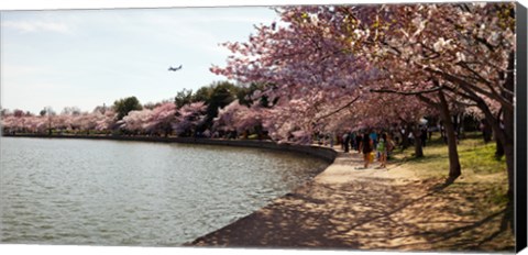 Framed Cherry Blossom trees at Tidal Basin, Washington DC, USA Print