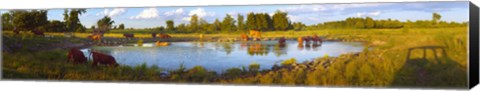 Framed Cows at a waterhole, Quebec, Canada Print