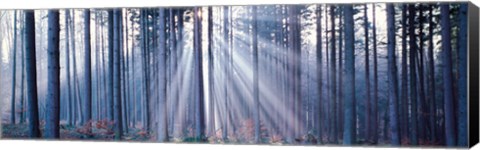 Framed Forest w/ sunrays Landsberg Vicinity Germany Print