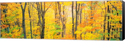 Framed Trees Autumn Quebec Canada Print