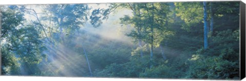Framed Sun filtering through trees, Nagano Japan Print