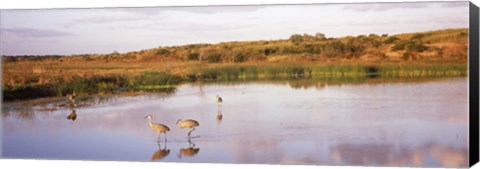 Framed Sandhill cranes (Grus canadensis) in a pond at a celery field, Sarasota, Sarasota County, Florida Print