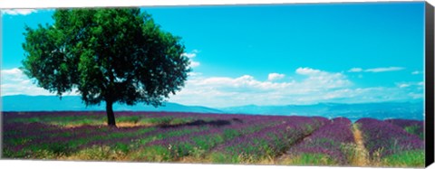 Framed Tree in the middle of a Lavender field, Provence-Alpes-Cote d&#39;Azur, France Print