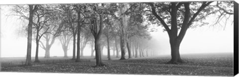 Framed Trees in a park during fog, Wandsworth Park, Putney, London, England (black and white) Print