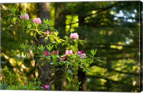Framed Rhododendron flowers in a forest, Del Norte Coast Redwoods State Park, Del Norte County, California, USA Print