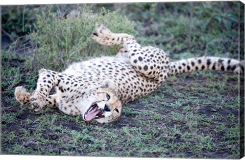 Framed Cheetah resting in a forest, Ndutu, Ngorongoro, Tanzania Print