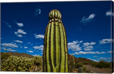 Framed Low angle view of a Saguaro cactus (Carnegiea gigantea), Tucson, Pima County, Arizona Print