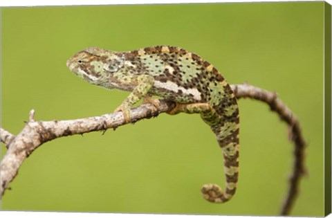 Framed Chameleon, Serengeti National Park, Ndutu, Tanzania Print