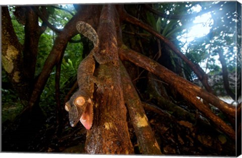 Framed Giant leaf-tailed gecko (Uroplatus fimbriatus), Nosy Mangabe Reserve, Madagascar Print