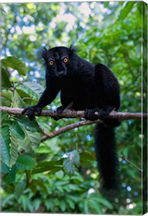 Framed Black Lemur male and female, Lokobe Nature Special Reserve, Northern Madagascar Print