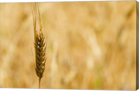 Framed Closeup of Barley, East Himalayas, Tibet, China Print