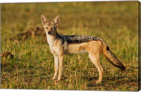 Framed Black-backed Jackal, Maasai Mara Wildlife Reserve, Kenya Print