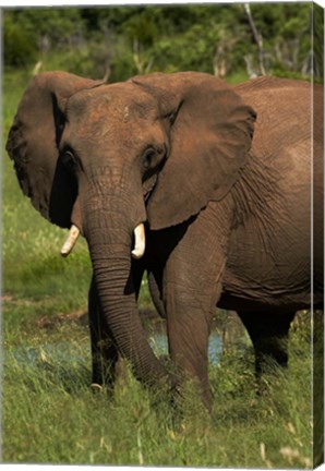 Framed Elephant, Hwange NP, Zimbabwe, Africa Print