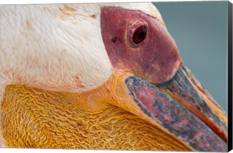 Framed Great White Pelican, Walvis Bay, Namibia Print