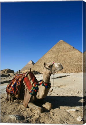Framed Camel at Cheops, The Great Pyramid, Khafre or Chephren Print