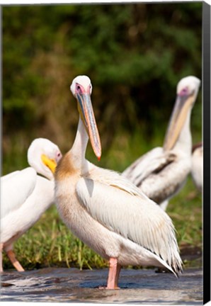 Framed Great White Pelican, Lake Chamo, Nechisar National Park, Arba Minch, Ethiopia Print