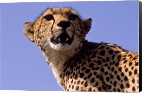 Framed Kenya, Masai Mara National Reserve. Female Cheetah Print