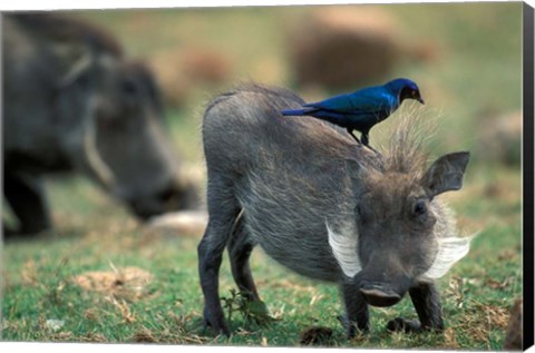 Framed Warthog and Blue-Eared Starling, Pilanesburg Gr, South Africa Print