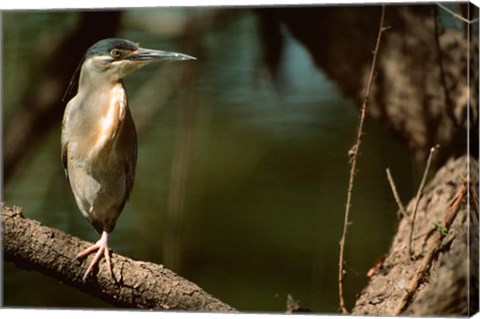 Framed Little Heron in Bandhavgarh National Park, India Print