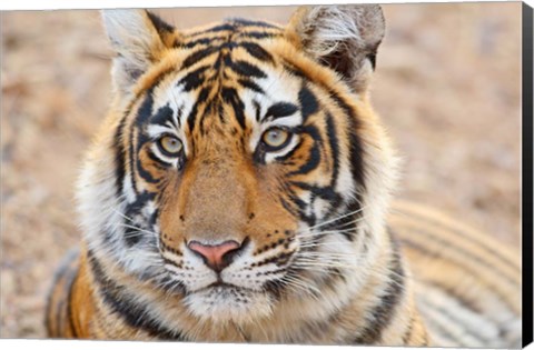 Framed Royal Bengal Tiger Head, Ranthambhor National Park, India Print