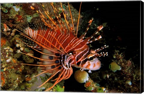 Framed Indonesia, Sulawesi, Spotfin lionfish Print