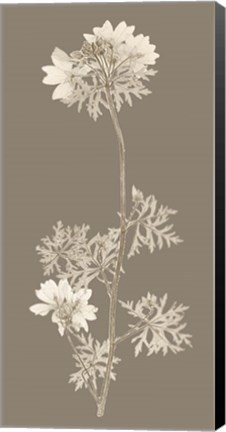 Framed Taupe Nature Study II Print