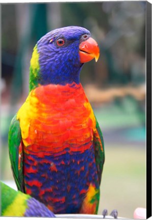 Framed Rainbow Lorikeet, Australia (side view) Print