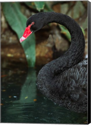 Framed Australia, Black Swan (Cygnus atratus) Print