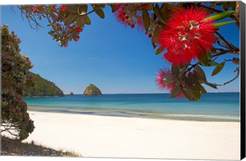 Framed Pohutukawa Tree in Bloom and New Chums Beach, North Island, New Zealand Print