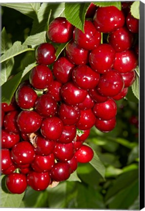 Framed Agriculture, Cherry Orchard, South Island, New Zealand Print