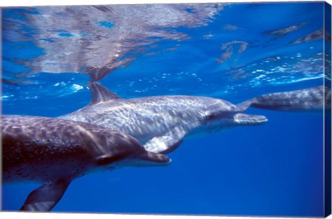 Framed Pair of Atlantic Spotted Dolphins, Bimini, Bahamas Print