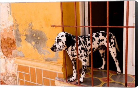 Framed Spotted dog and colorful wall in Trinidad Cuba Print