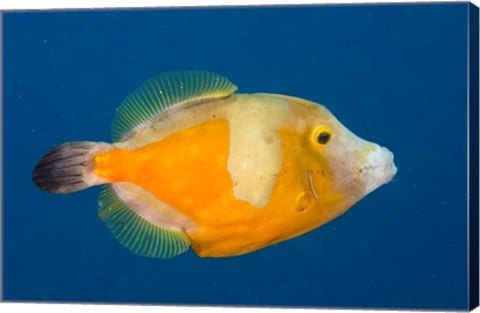 Framed Whitespotted File fish Orange Phase, Bonaire, Caribbean Print