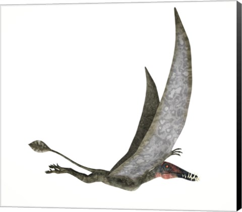 Framed Dorygnathus Flying Dinosaur Print