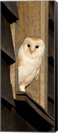 Framed England, Barn Owl looking out from Barn Print