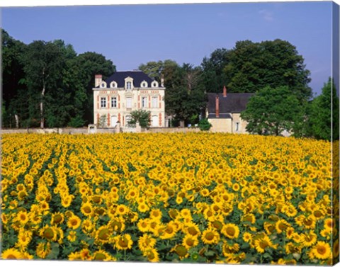 Framed Sunflowers and Chateau, Loire Valley, France Print