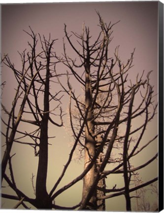 Framed Burned Trees 3 Print