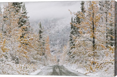 Framed Empty Forest Road, McCarthy, Alaska Print