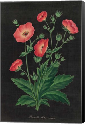 Framed Botanical on Black Chart XII Print