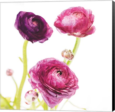 Framed Spring Ranunculus I Print