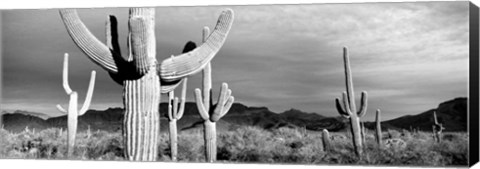 Framed Arizona, Organ Pipe National Monument Print