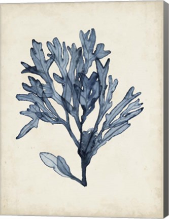 Framed Seaweed Specimens II Print